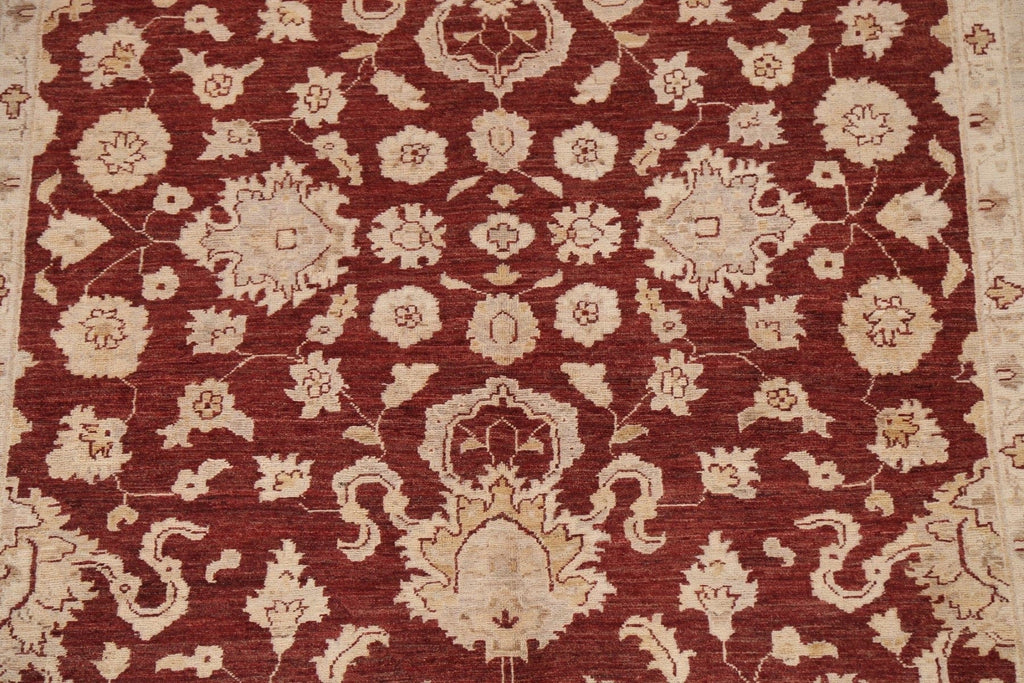 Vegetable Dye Chobi Peshawar Oriental Rug 6x9