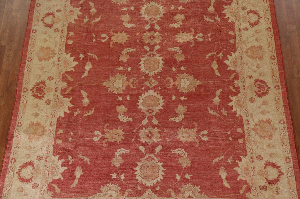 Chobi Peshawar Oriental Area Rug 8x10